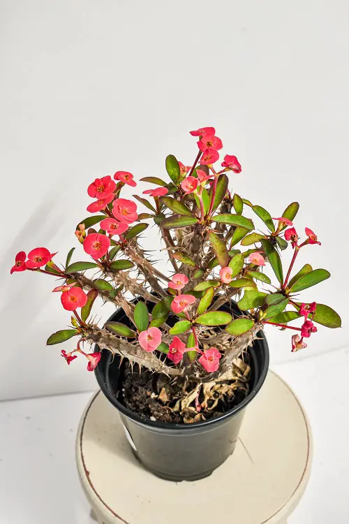 Pink Crown of Thorns