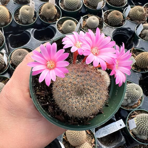 Rebutia fiebrigii ‘Pink Sensation’