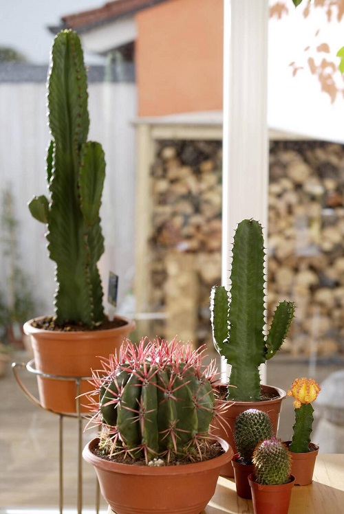 Cactus Indoor