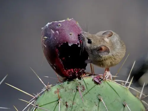 Why Do Rats Eat Succulents