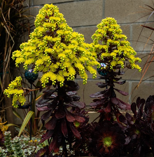 beautiful Yellow-Flowed Succulents