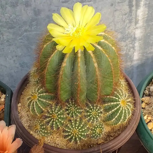 Parodia magnifica Flowering Cactus