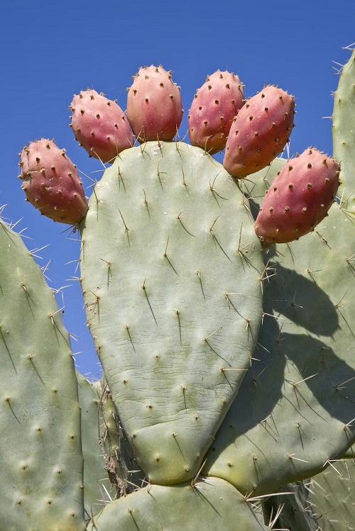 Cactus Plant Benefits for Skin
