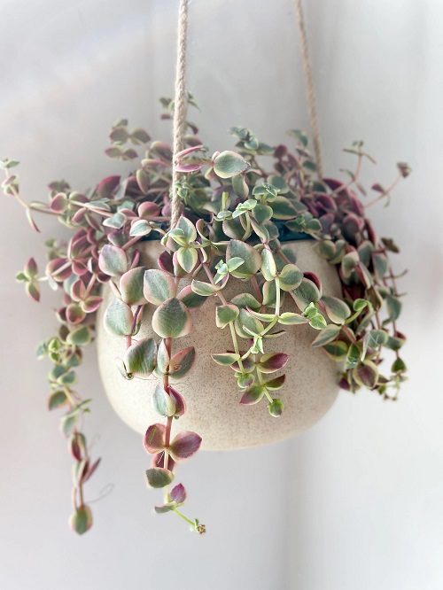 Hanging Crassula pellucida subsp. marginalis ‘Variegata’