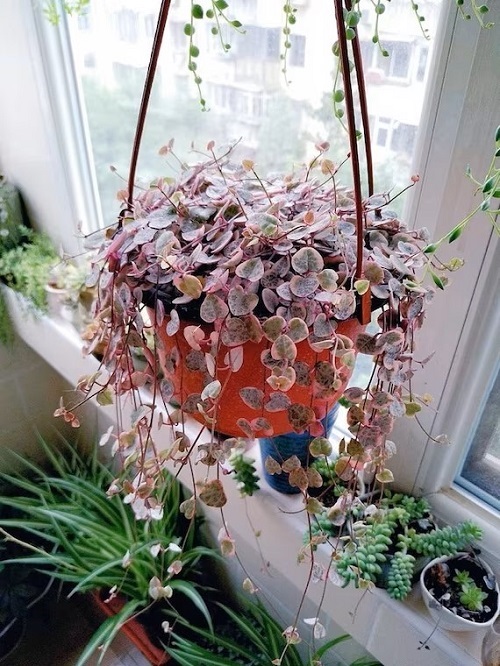 Hanging Succulents 