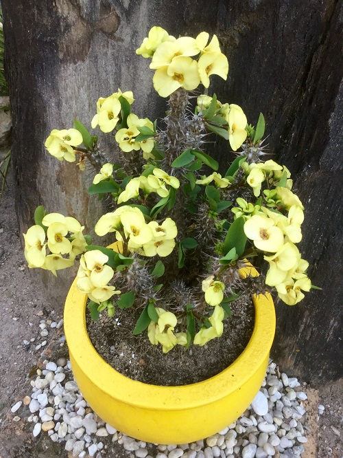 21 Graceful Succulents With Yellow Flowers - Succulent Garden Web