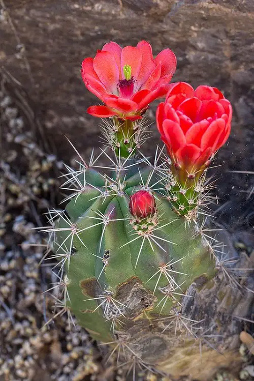 Claret Cup Cactus with Red Flowers 