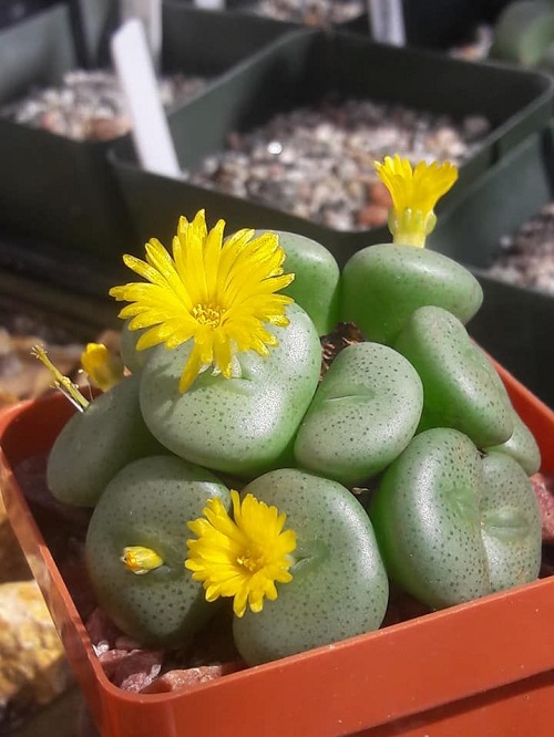 Yellow Blooming Succulents