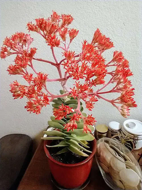 Crassula falcata Succulent Plant with Red Flowers 