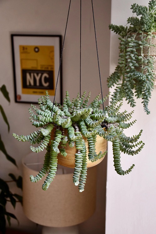 Hanging  Crassula marnieriana 