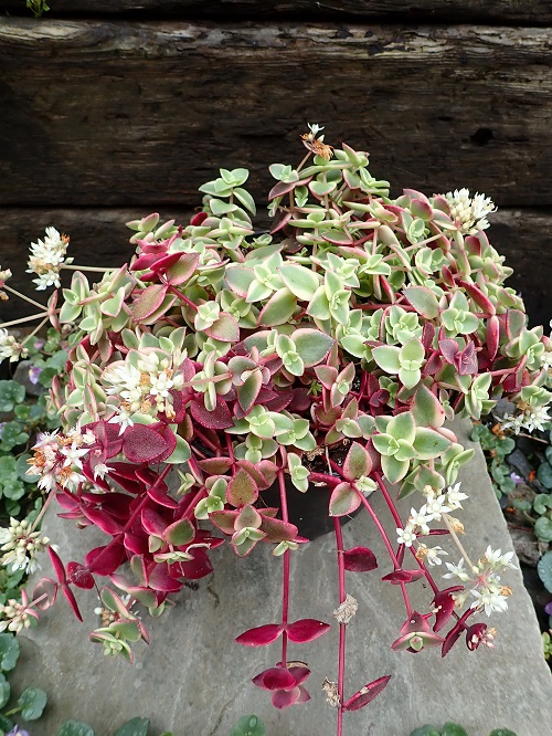 Beautiful Succulent Plant