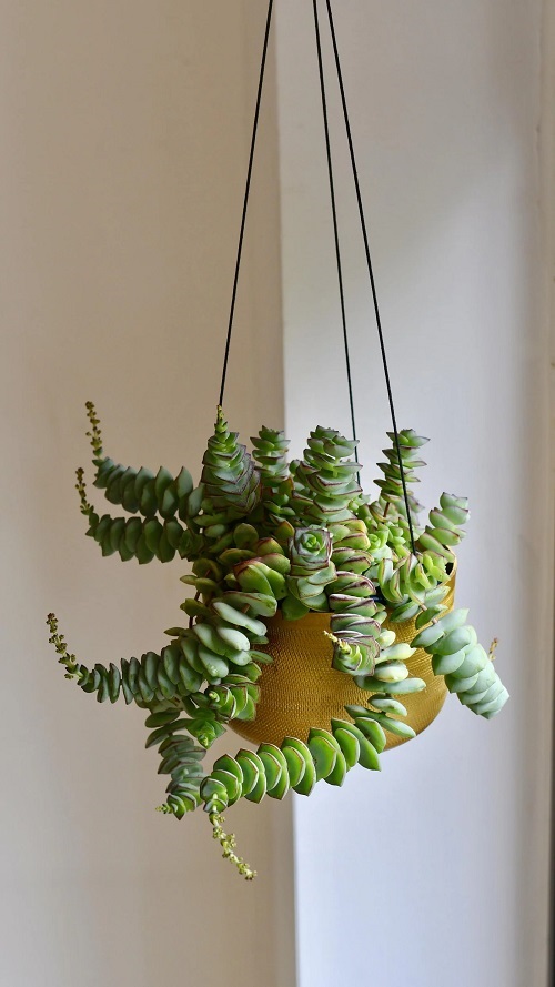 Best Hanging Succulents 