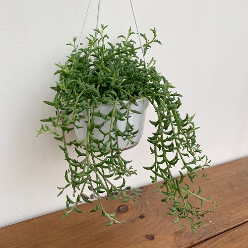 Best Hanging Succulents 