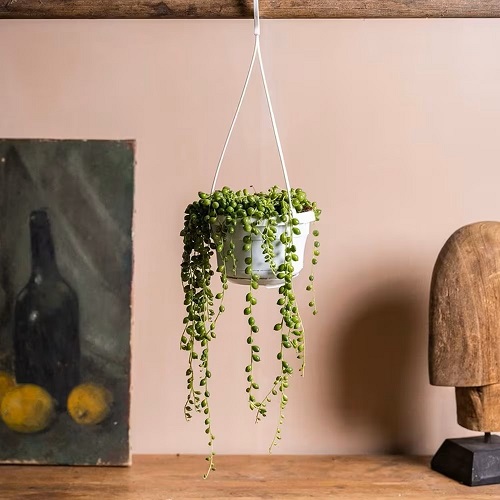 Hanging Succulents 