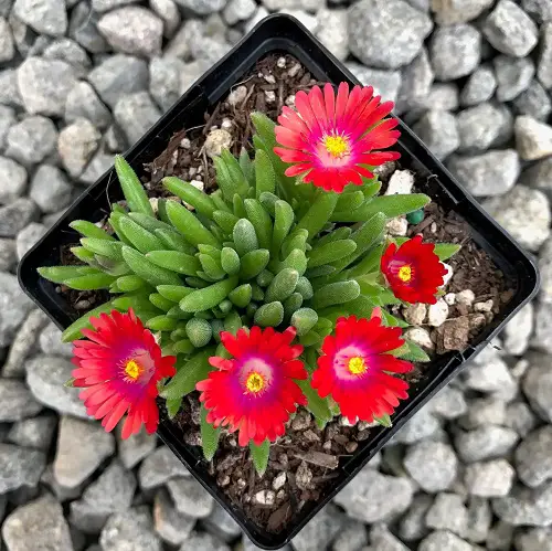 Delosperma dyeri Red Mountain