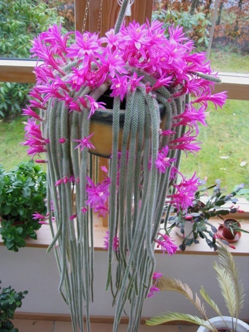 Best Hanging Disocactus flagelliformis