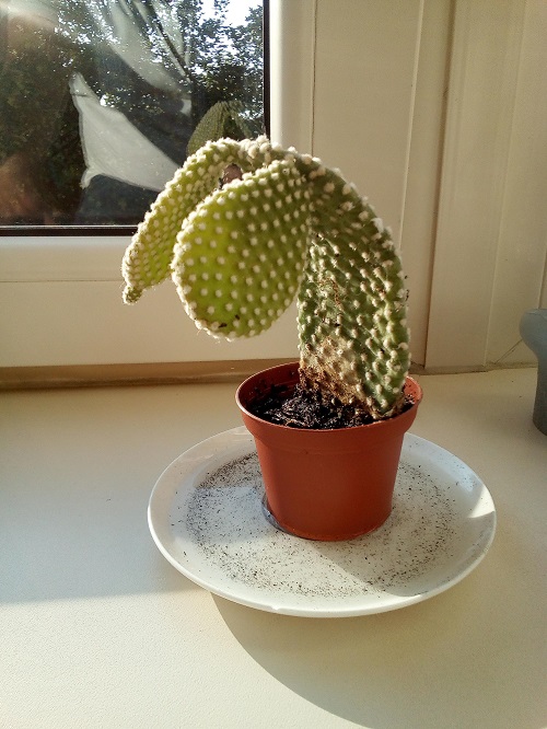 How to Tell if Cactus is Dying