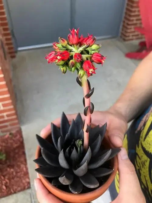 Echeveria Black Prince  with Red Flowers 