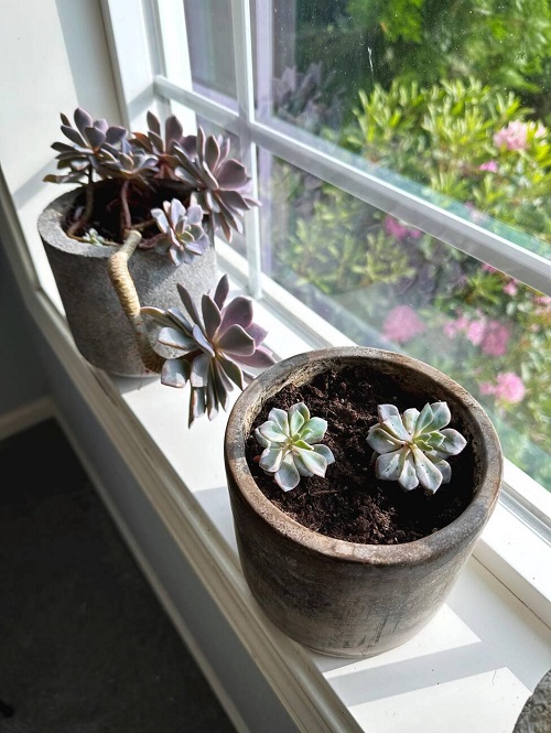 Succulents indoor