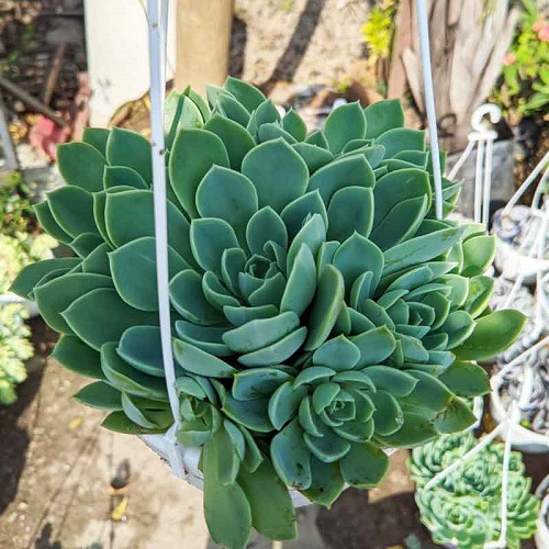 Echeveria prolifica Hanging Succulents 