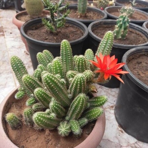 Flowering Cactus Plants 