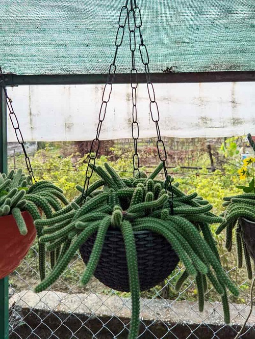 Echinopsis chamaecereus Succulents 