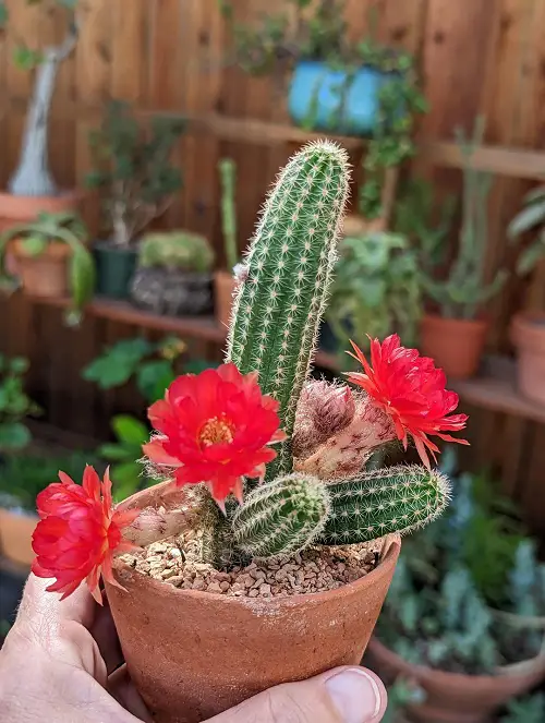 Echinopsis chamaecereus  Plant with Red Flowers 