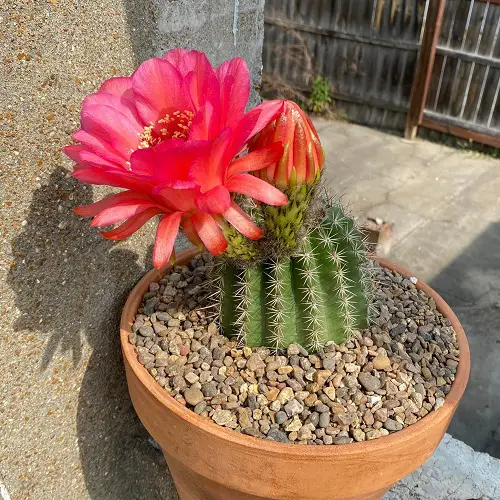 Red Torch Cactus with Red Flowers