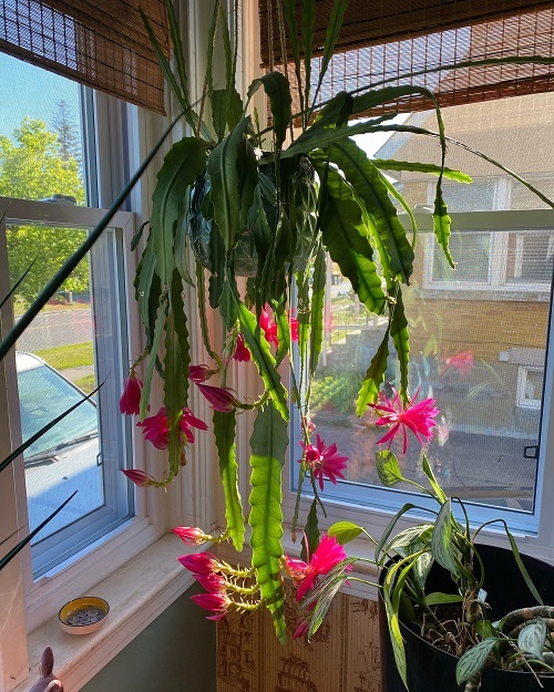 Epiphyllum anguliger