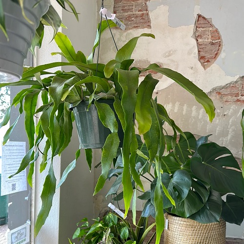 Hanging  Epiphyllum oxypetalum