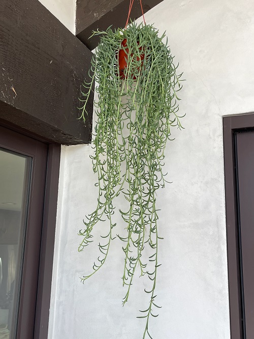 Best Hanging Succulents 