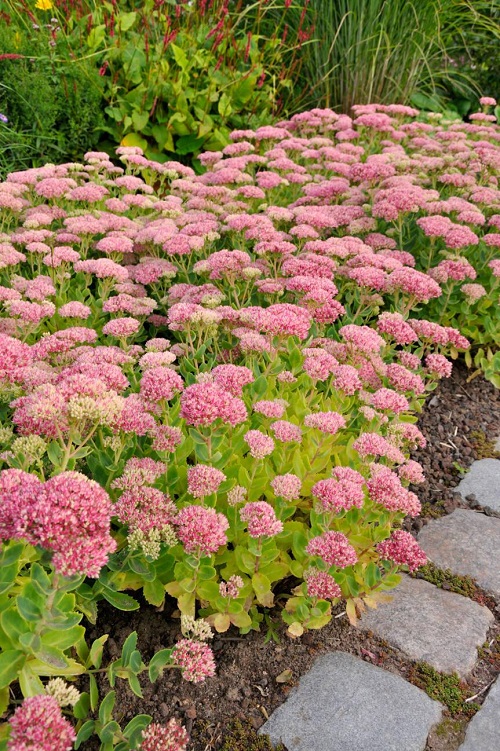 Frog Belly Plant Care in garden