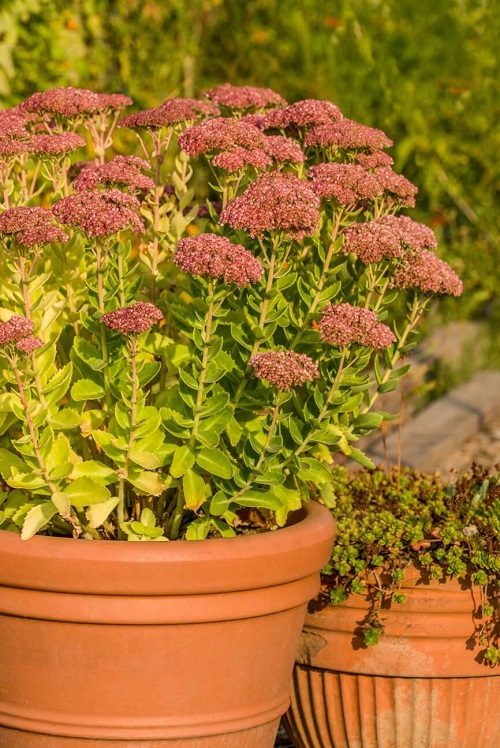 Frog Belly Plant in pot