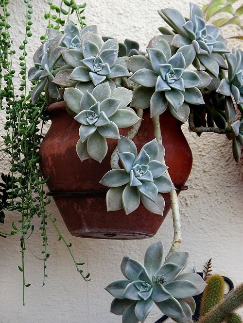 Best Hanging Succulents 