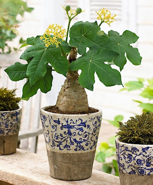 best Yellow-Flowered Succulents