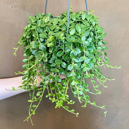 Hanging  Kalanchoe ‘Tessa’ 