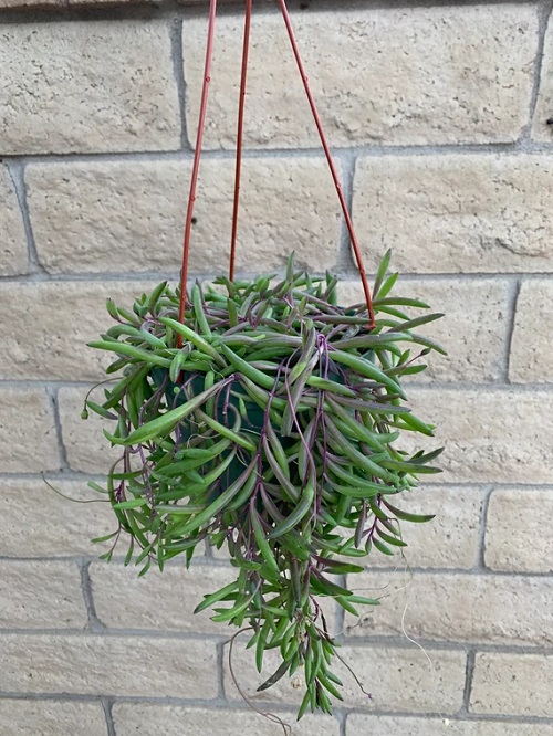 Best Hanging Succulents 