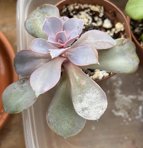 How to Treat Powdery Mildew on Succulents