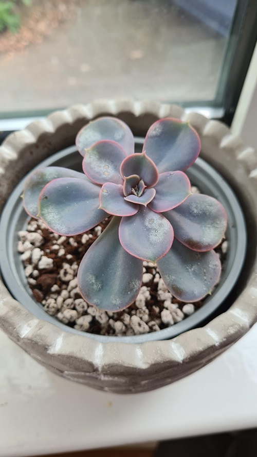 Powdery Mildew on Succulents