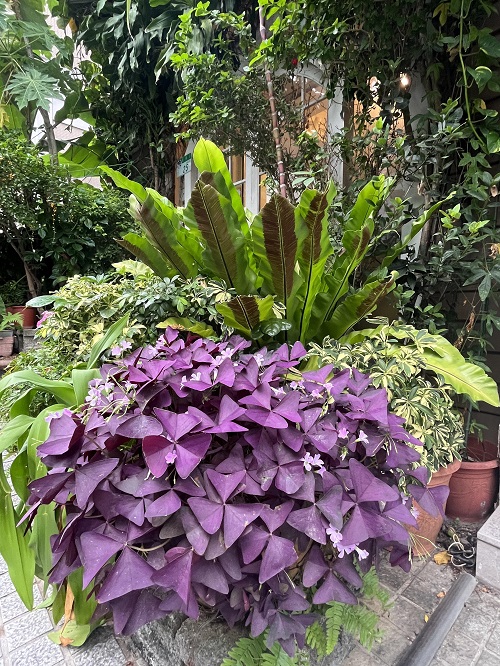 Tradescantia pallida With Purple Flowers