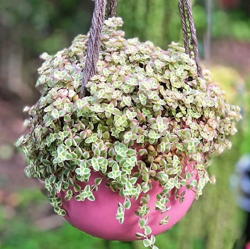 Best Hanging  Sedum ‘Little Missy’