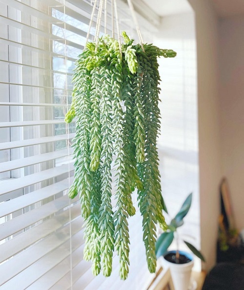 Hanging  Sedum burrito 