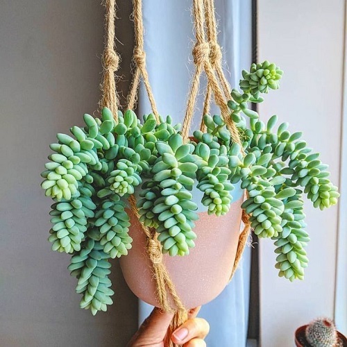 Hanging  Sedum morganianum