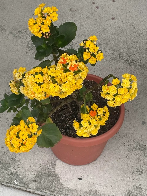 Succulents With Yellow Flowers in pot