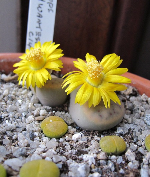 Yellow-Flowered Succulents
