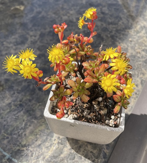 Yellow Blooming Succulents in pot