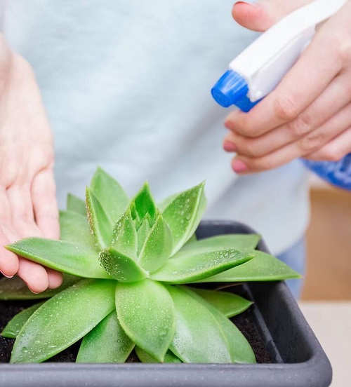 Spray On Succulent