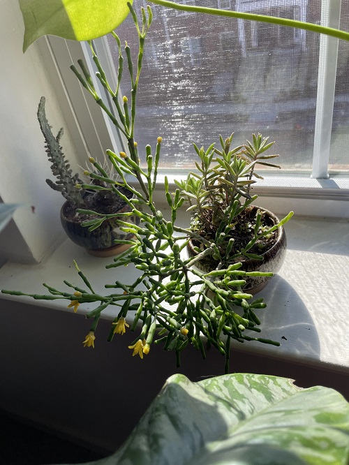 Succulents Having Yellow Blooming