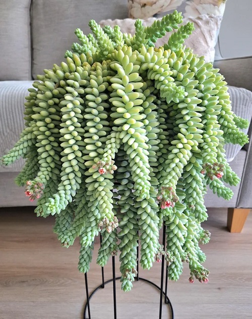 Succulents that Look Like Animals tail