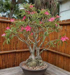 7 Succulents That Look Like Trees - Succulent Garden Web